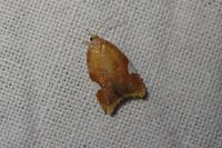 Acleris holmiana
