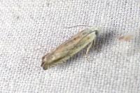 Eucosma albidulana