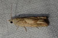 Eucosma conterminana