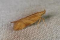 Orophia ferrugella