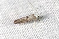 Paraswammerdamia albicapitella