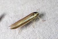 Pleurota aristella