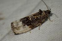 Hedya nubiferana