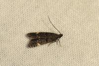 Dichomeris alacella