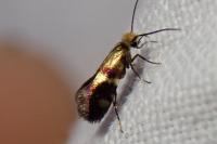Micropterix aglaella