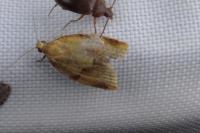 Clepsis consimilana