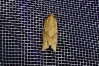 Clepsis pallidana