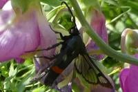 Synanthedon
