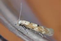 Mompha epilobiella