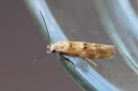 Mompha epilobiella