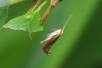 Ypsolopha dentella