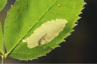 Coptotriche angusticollella