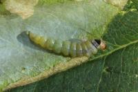 Coptotriche angusticollella