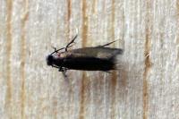 Coptotriche angusticollella