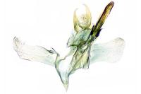 Coptotriche angusticollella