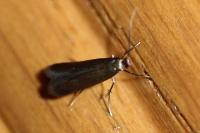 Coptotriche angusticollella