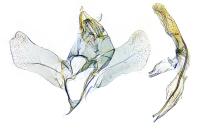 Coptotriche angusticollella