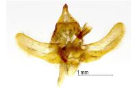 Phragmataecia castaneae