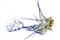 Coptotriche angusticollella