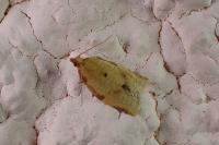 Clepsis consimilana