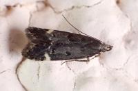 Dichomeris alacella