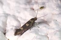 Scythris scopolella