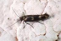 Scythris scopolella