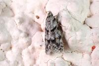 Symmoca signatella