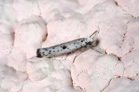 Yponomeuta plumbella