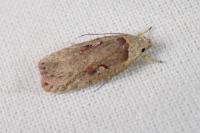 Agonopterix ocellana