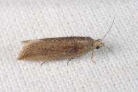 Bactra