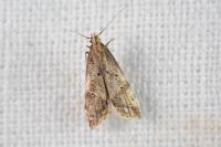 Brachmia blandella