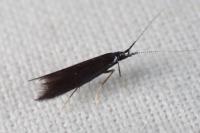 Coleophora