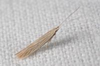 Coleophora