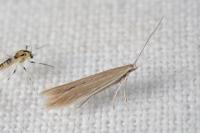 Coleophora