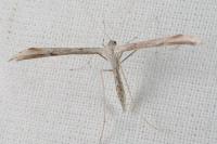Emmelina monodactyla