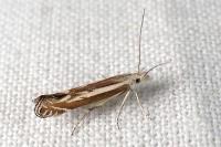 Isophrictis lineatella