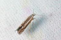 Isophrictis lineatella