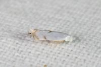 Pseudopostega crepusculella