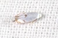 Pseudopostega crepusculella