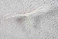 Pterophorus pentadactylus