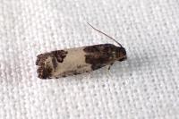 Spilonota ocellana