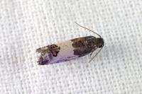 Spilonota ocellana