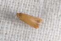 Tischeria