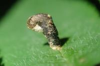 Coleophora anatipennella