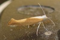 Argyresthia albistria