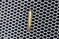 Coleophora
