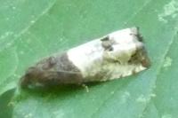 Notocelia roborana