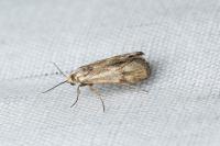 Brachodes funebris