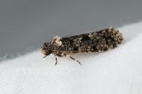 Morophaga morella